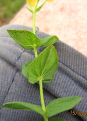 Hypericum aethiopicum