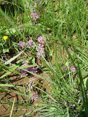 Ledebouria sandersonii