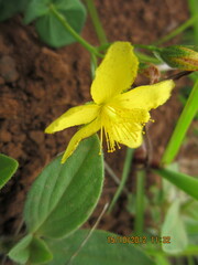 Hypericum aethiopicum