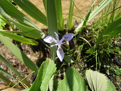 Moraea inclinata