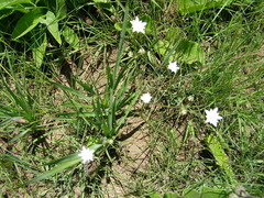 Alepidea peduncularis