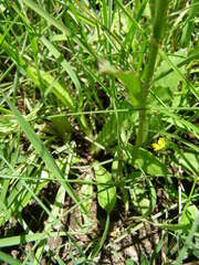 Alepidea peduncularis