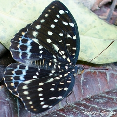 Lexias