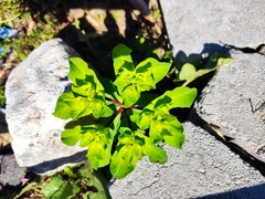 Euphorbia helioscopia