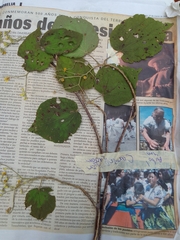 Heliocarpus pallidus