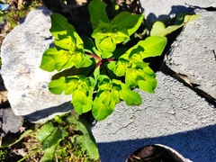 Euphorbia helioscopia