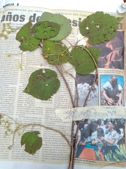 Heliocarpus pallidus