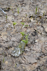 Corydalis cava marschalliana