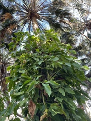 Syngonium podophyllum