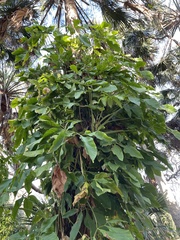 Syngonium podophyllum