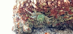 Grapsus albolineatus