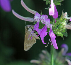 Torbenlarsenia gemella