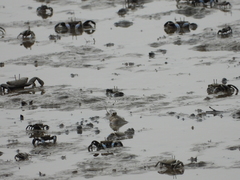 Periophthalmus chrysospilos