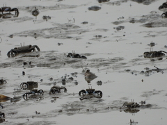 Periophthalmus chrysospilos