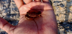 Glebocarcinus