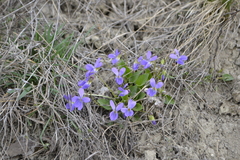 Viola ambigua