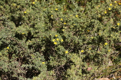 Pultenaea involucrata