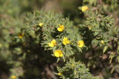 Pultenaea involucrata