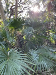 Livistona chinensis