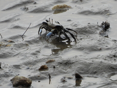 Macrophthalmus