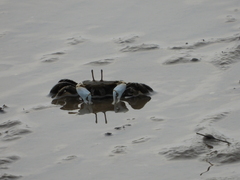 Macrophthalmus