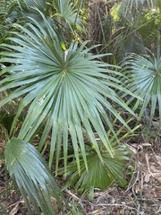Livistona chinensis