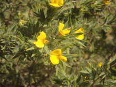 Pultenaea involucrata