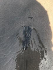 Callorhinchus callorynchus