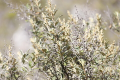 Tarchonanthus littoralis