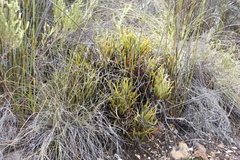 Protea denticulata