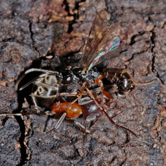 Liometopum microcephalum