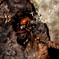 Liometopum microcephalum