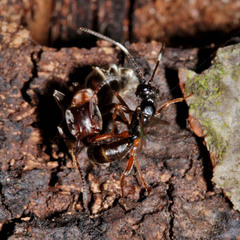 Liometopum microcephalum