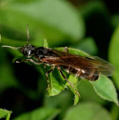 Liometopum microcephalum