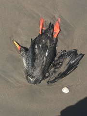 Poikilocarbo gaimardi