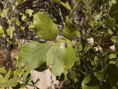 Zanthoxylum arborescens