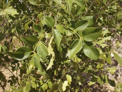 Zanthoxylum arborescens