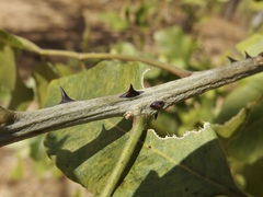 Zanthoxylum arborescens