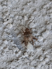 Stictopleurus punctatonervosus