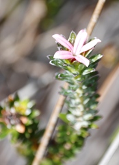 Adenandra gummifera