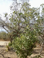 Zanthoxylum arborescens