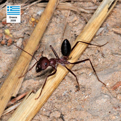 Cataglyphis nodus