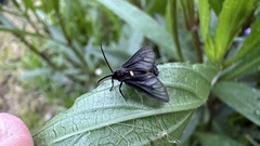 Psichotoe duvaucelii