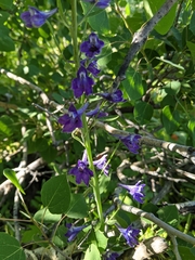 Delphinium glaucum