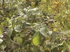 Zanthoxylum arborescens