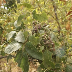 Zanthoxylum arborescens