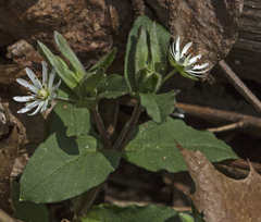 Stellaria pubera