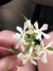 Trachelospermum jasminoides