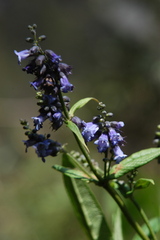 Salvia lavanduloides