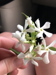 Trachelospermum jasminoides